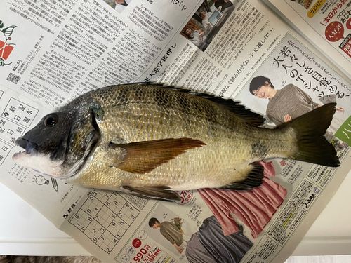クロダイの釣果