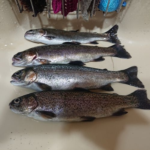 ニジマスの釣果