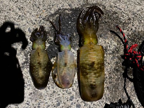 アオリイカの釣果
