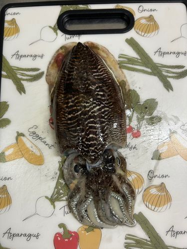 コウイカの釣果