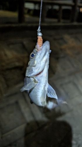 セイゴ（マルスズキ）の釣果