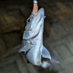 セイゴ（マルスズキ）