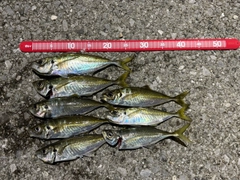 アジの釣果