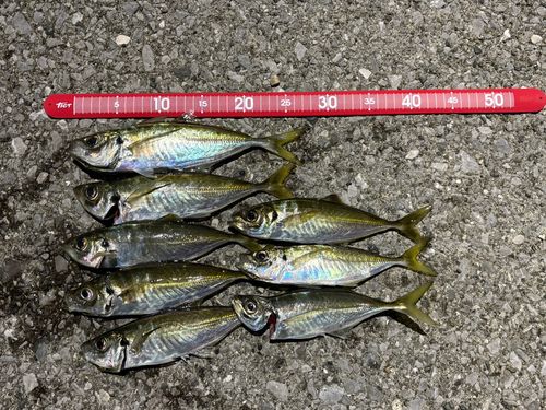 アジの釣果