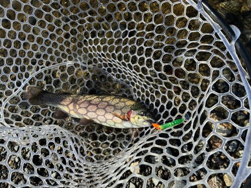 ニジマスの釣果