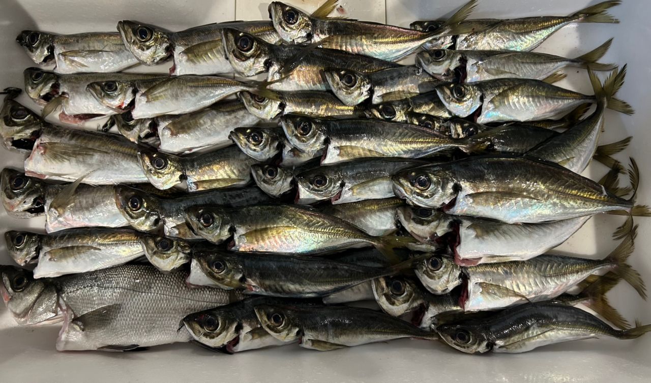 EverGreen スペリオル SPRS-63SL-Sの最安値・インプレ・釣果 | 本音の