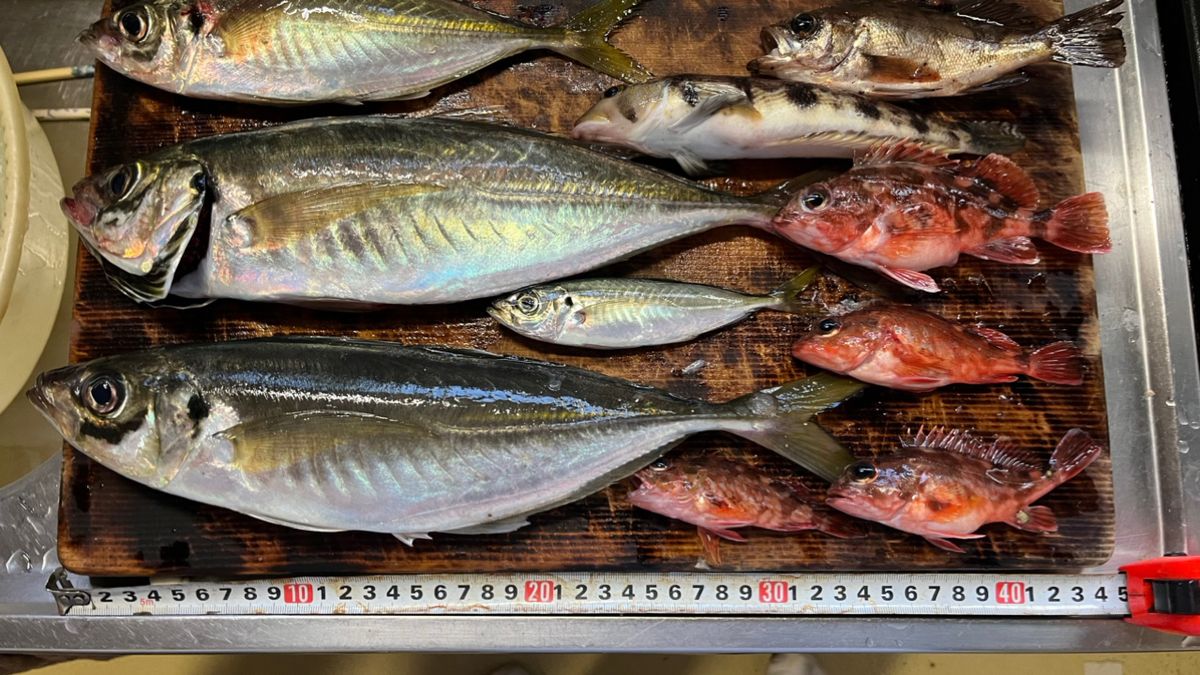 なぎるさんの釣果 2枚目の画像