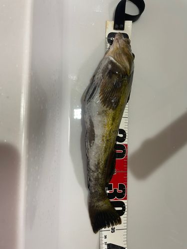 アイナメの釣果