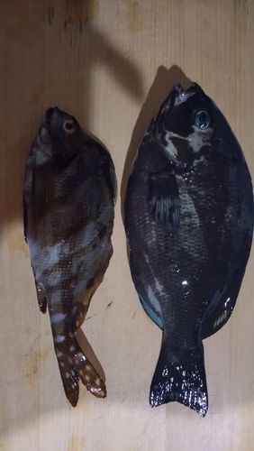 メジナの釣果