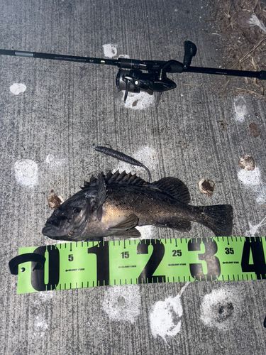 クロソイの釣果