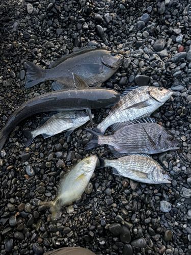 クロダイの釣果