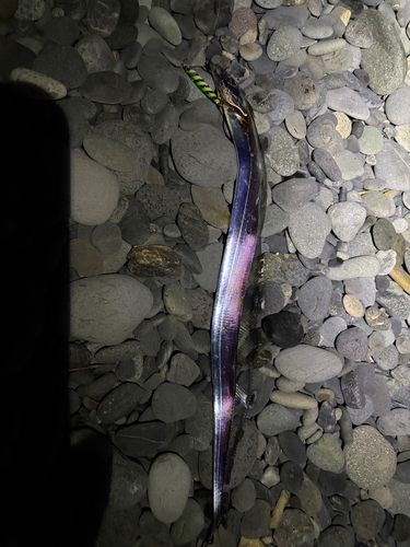 タチウオの釣果