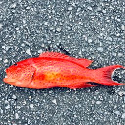 ナガジューミーバイ