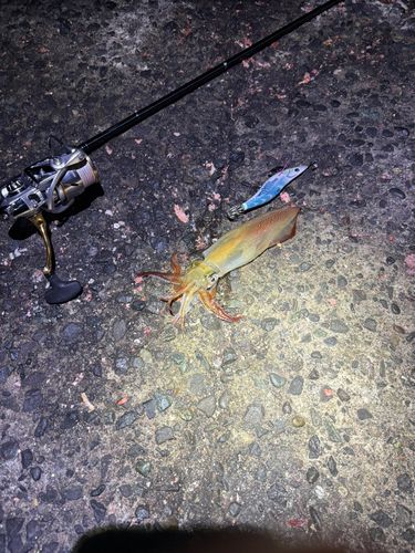 ケンサキイカの釣果