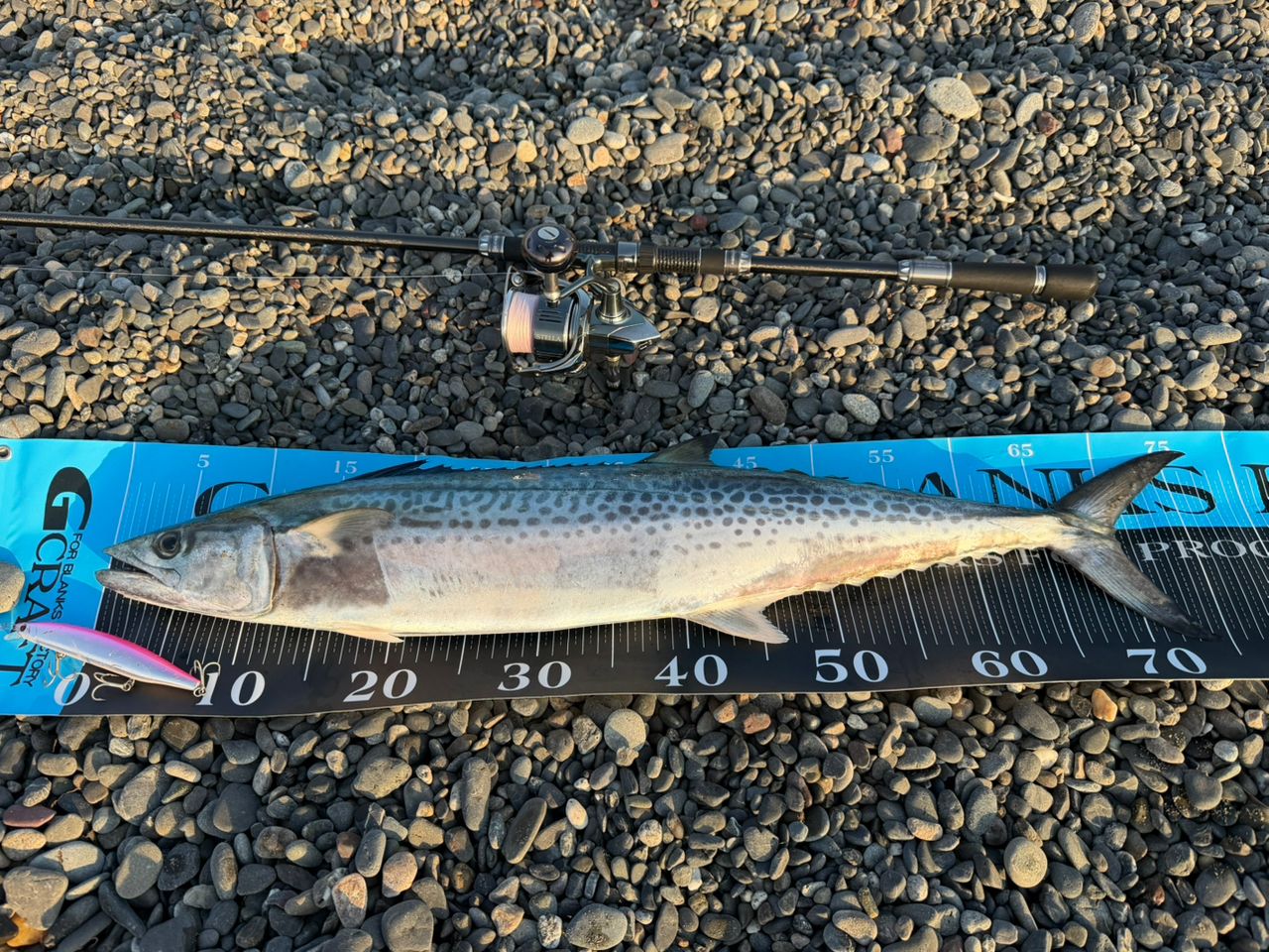 GCRAFT セブンセンスTR モンスターサーフリミテッド MSLS-1072-TRの最