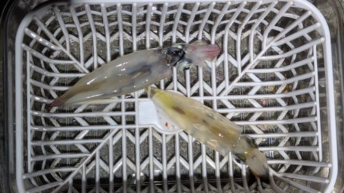 ヤリイカの釣果