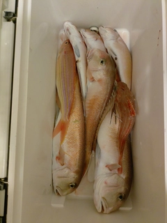 シロアマダイの釣果