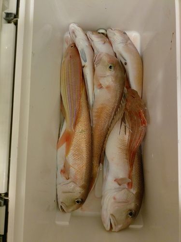 シロアマダイの釣果