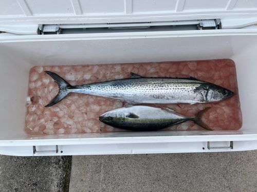 サワラの釣果