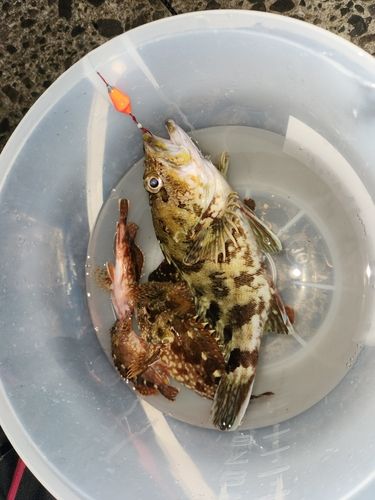 カサゴの釣果