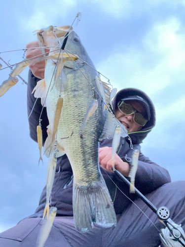 ブラックバスの釣果