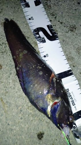 チゴダラの釣果