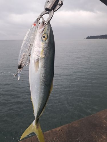 ワカシの釣果