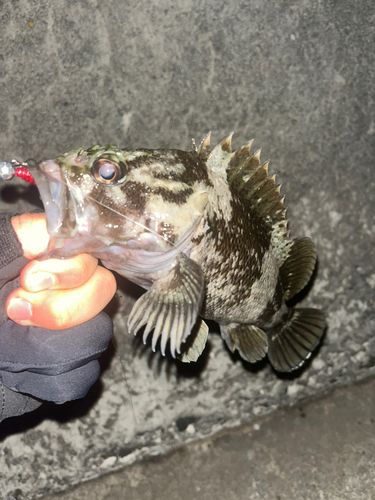 ムラソイの釣果