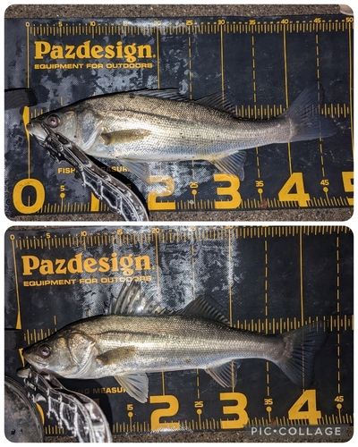 シーバスの釣果