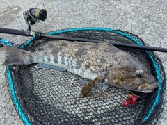 アイナメの釣果