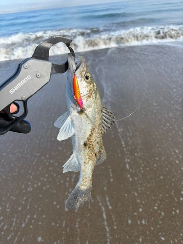 セイゴ（マルスズキ）の釣果