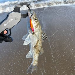 セイゴ（マルスズキ）