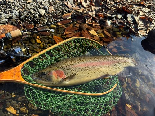 ニジマスの釣果