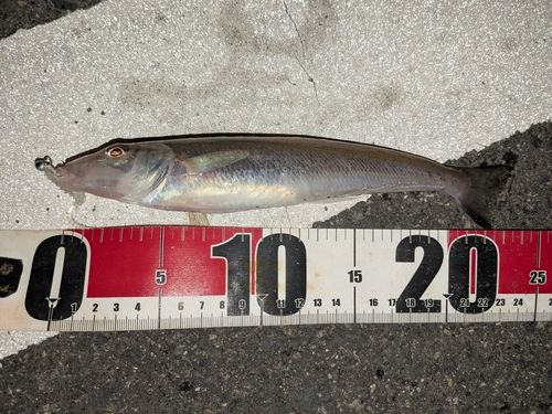 シロギスの釣果