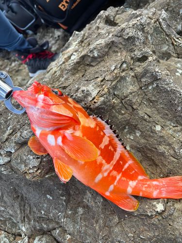 アカハタの釣果