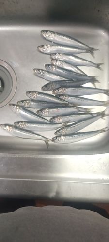 マイワシの釣果