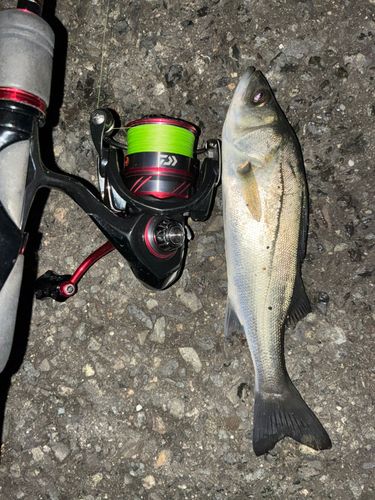 セイゴ（タイリクスズキ）の釣果