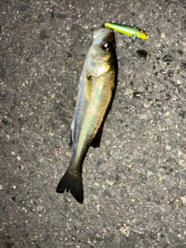 セイゴ（タイリクスズキ）の釣果