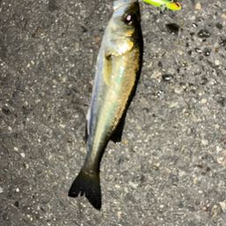 セイゴ（タイリクスズキ）