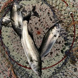 セイゴ（タイリクスズキ）