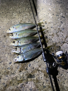 マアジの釣果