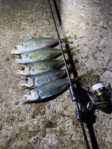 マアジの釣果