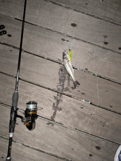 セイゴ（マルスズキ）の釣果