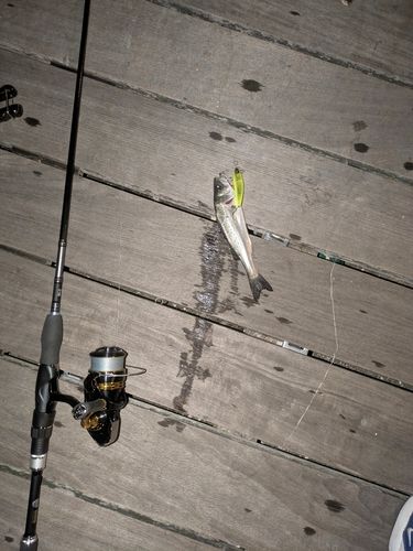 セイゴ（マルスズキ）の釣果
