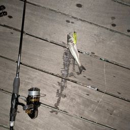 セイゴ（マルスズキ）