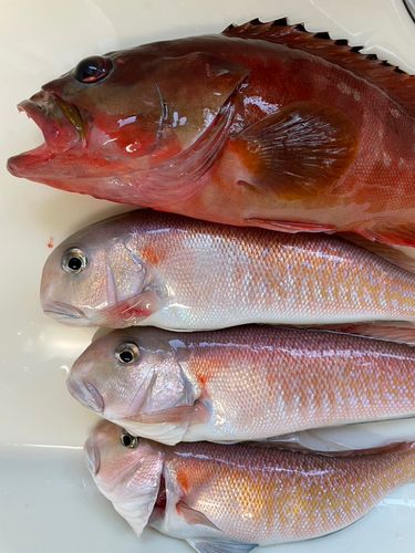 シロアマダイの釣果
