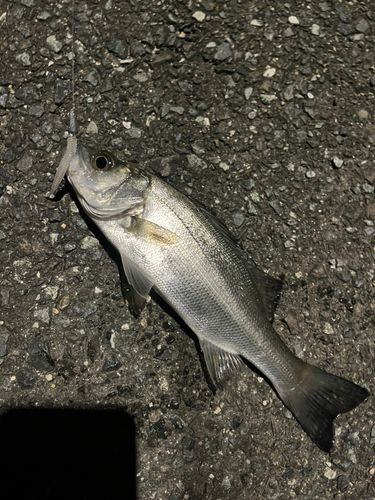 セイゴ（ヒラスズキ）の釣果