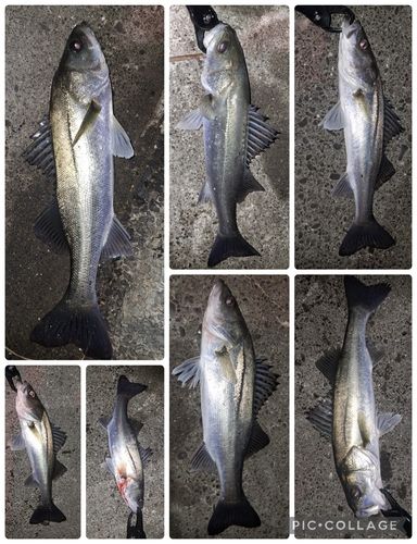 シーバスの釣果