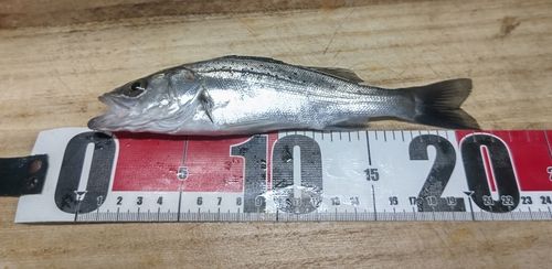 セイゴ（マルスズキ）の釣果