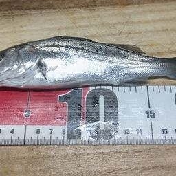 セイゴ（マルスズキ）